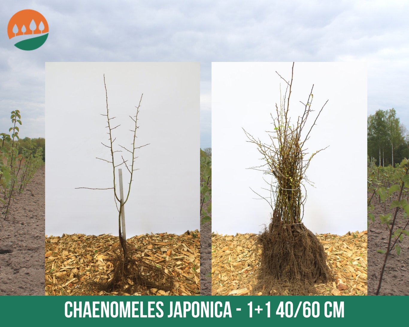 Chaenomeles japonica - 40-60 CM bare root 1/1